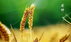 芒種｜一分耕耘，一分收獲--易造防雷