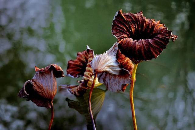 v2-57f49e46b76b6b06fc5c9fff7eee5619_720w v2-57f49e46b76b6b06fc5c9fff7eee5619_720w