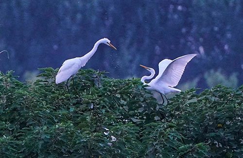 白露 | 夏意已去，涼秋來臨